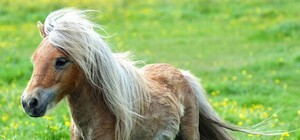 Веселый детский уикенд: делаем мультик, катаемся на пони и шьем кукол (10-11 августа)