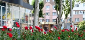 В  городе посадили 8 тысяч роз и петуний