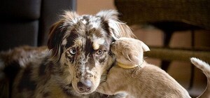 Ушли из дому и не вернулись: отчет за прошедшую неделю о пропавших домашних любимцах