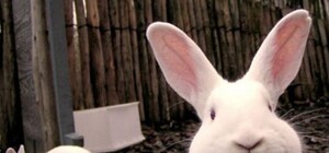 В Харьковской области завелась метровая чупакабра