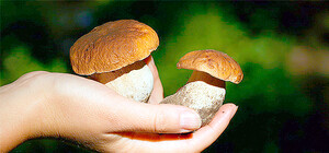 Горе грибникам: сезон отменяется из-за ночных заморозков