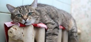 Через 10 дней во всех домах Днепропетровска будет тепло