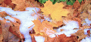 Снег пошел – бразильские новички 