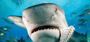 У берегов Крыма появились тигровые акулы