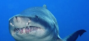 Ученые рассказали о тигровых акулах у берегов Крыма