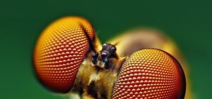 В Крыму появится гостиница для насекомых