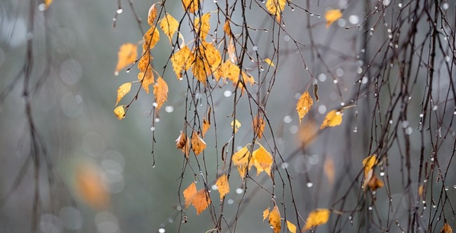 Типичная ноябрьская погода. Фото: liveinternet.ru