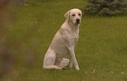 Киевский Хатико: лабрадор уже неделю ждет хозяина на остановке