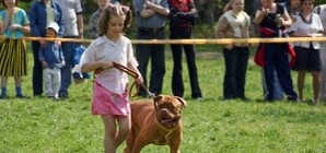 Маленьких харьковских бандитов научат понимать психологию собак