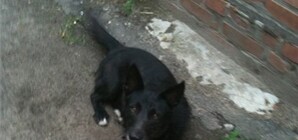 В приюте с харьковчанки взяли деньги за сбежавшую собаку