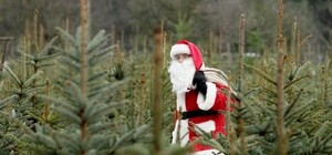 Почем будут продавать елки в этом году в Одессе: цены по размерам