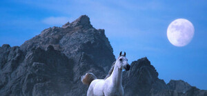 Стабильность и прогресс сулит год Лошади дончанам