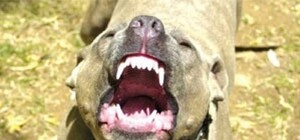 Собака покусала годовалого ребенка