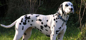 Уникальный далматинец живет в Одессе и ищет хозяев