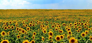 О чем писали крымские блогеры на прошлой неделе