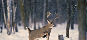 На Хортице устроят  