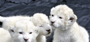 В Крыму появилась на свет тройня белых львят