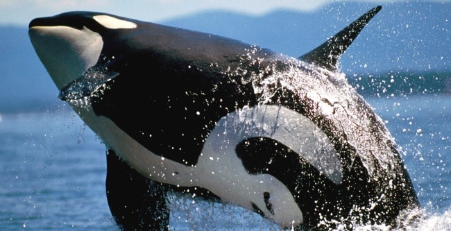 Охота на китов запрещена во всем мире. Фото с сайта stomaster.livejournal.com