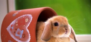 Жителям Донецка предлагают провести выходные с кроликами и голубями