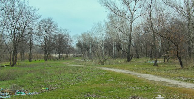 Лес на Фрунзенском уже давно нуждается в уборке. Фото Дениса Моторина