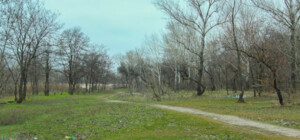 Тех, кто поможет убирать лес на Фрунзенском, накормят пиццей