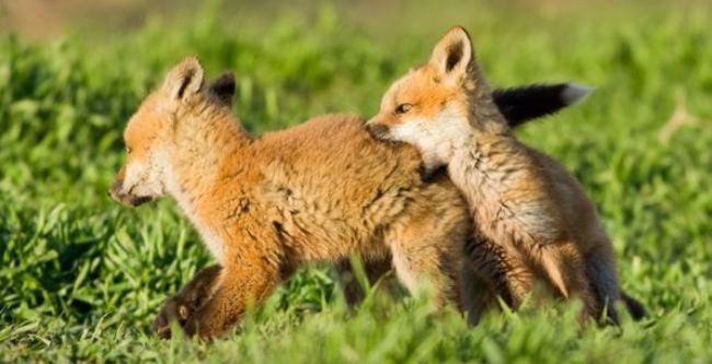 Считается, что в этот день из нор выходят лисицы. Фото animalworld.com.ua