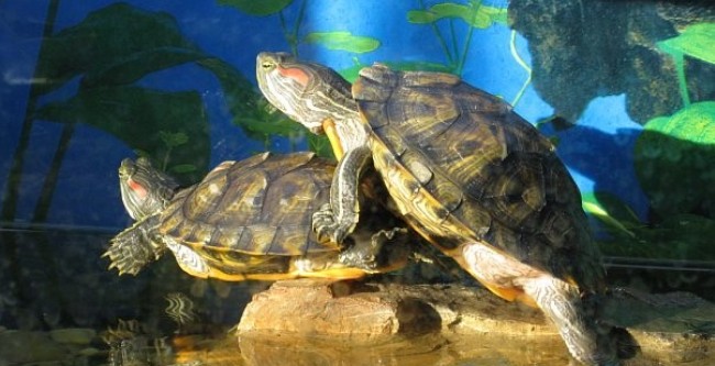 Черепахи нуждаются в защите. Фото с сайта redturtles.name