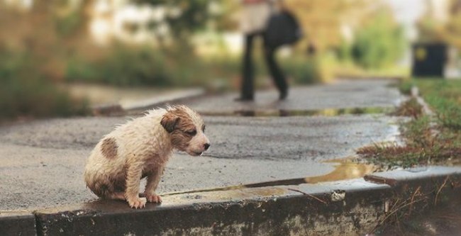 День бездомных животных – не праздник, а повод о них вспомнить. Фото с сайта zooclub.by
