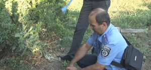 На Куликовом поле в Одессе обнаружен тайник с запасом 