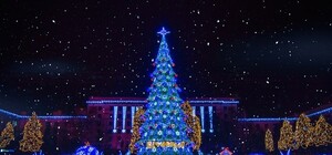 Стало известно, сколько стоит главная елка Днепропетровска