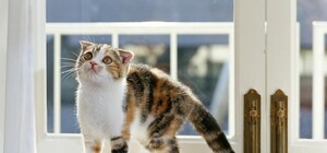 Продать или купить квартиру в Киеве: как выбрать правильного риэлтора