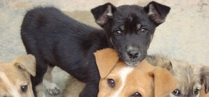 В Луганске застрелят бродячих собак