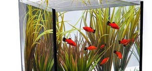 У Львові відкриють виставку акваріумних рибок