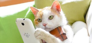 Кто сможет протестировать: по всему Киеву и Львову запускают бесплатный 3G