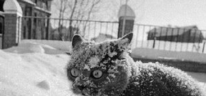 В аптеке на Виноградаре обнаружили кокаин