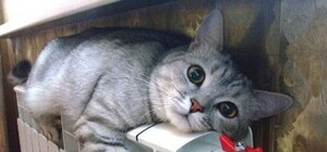 Стало відомо коли у Львові розпочнеться опалювальний сезон