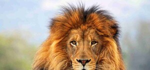 В Одесском зоопарке появился уникальный лев, который моет свою еду