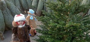 У Львові стартував ялинковий сезон: де і за скільки можна придбати зелене деревце (фото)