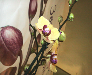 На выставке можно увидеть и цветущие орхидеи. Фото автора.