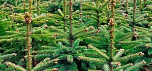 Козы оценят: 