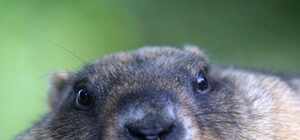 День сурка: одессит Ватрушка предсказал раннюю весну