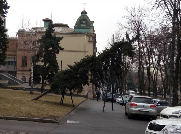 Дерево поддерживают опоры/056.ua