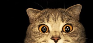 У  Львові відбудеться котячий фестиваль