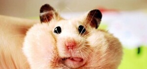 В Киеве спасатели достали из-за шкафа хомяка Йоберта