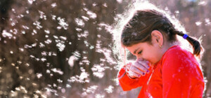 Тополиному пуху бой: в Одессе собираются вырубить все тополя