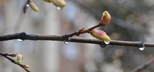 Якою буде погода у Львові на вихідні