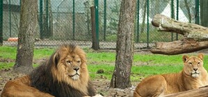 Зубков открывает свои зоопарки в Крыму и начинает еще один проект