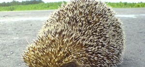 Экологи призывают людей не отвлекать ежиков от подготовки к зиме