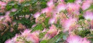 Жара помешала туристам сделать красивые фотографии