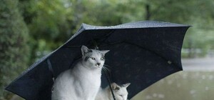 Якою буде погода у Львові на вихідних